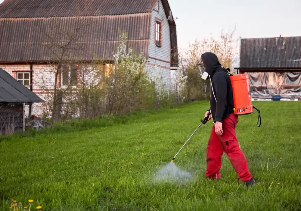Kiedy opryskiwać chwasty na trawniku? Termin i bezpieczne zasady