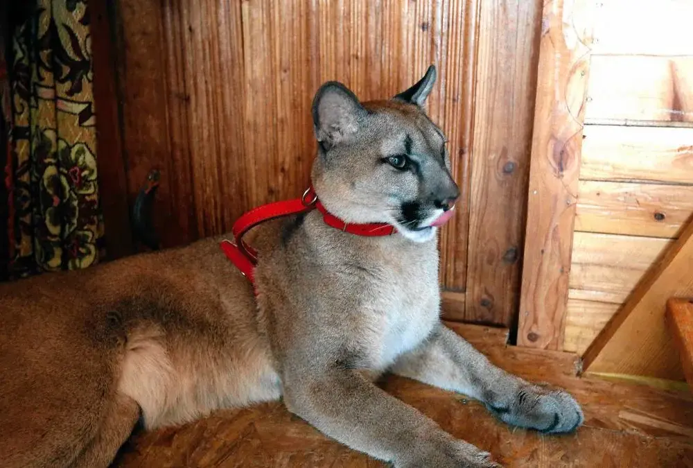 Ile kosztuje puma z hodowli? Poznaj ukryte wydatki i wyzwania