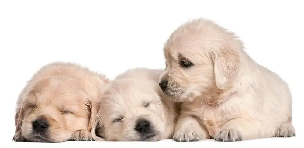 Ile kosztuje golden retriever z hodowli? Odkryj ukryte koszty!
