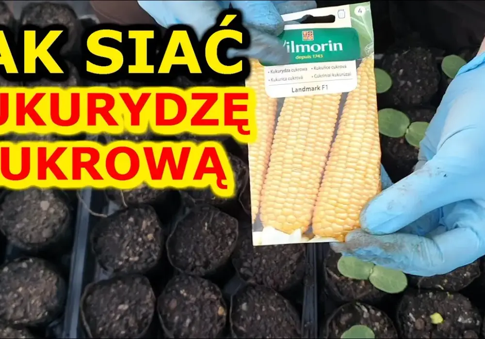 Kiedy się sieje kukurydzę? Kluczowe czynniki dla udanego siewu