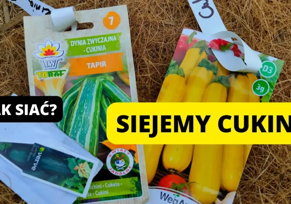 Kiedy siać cukinie, aby uniknąć nieudanej uprawy i plonów