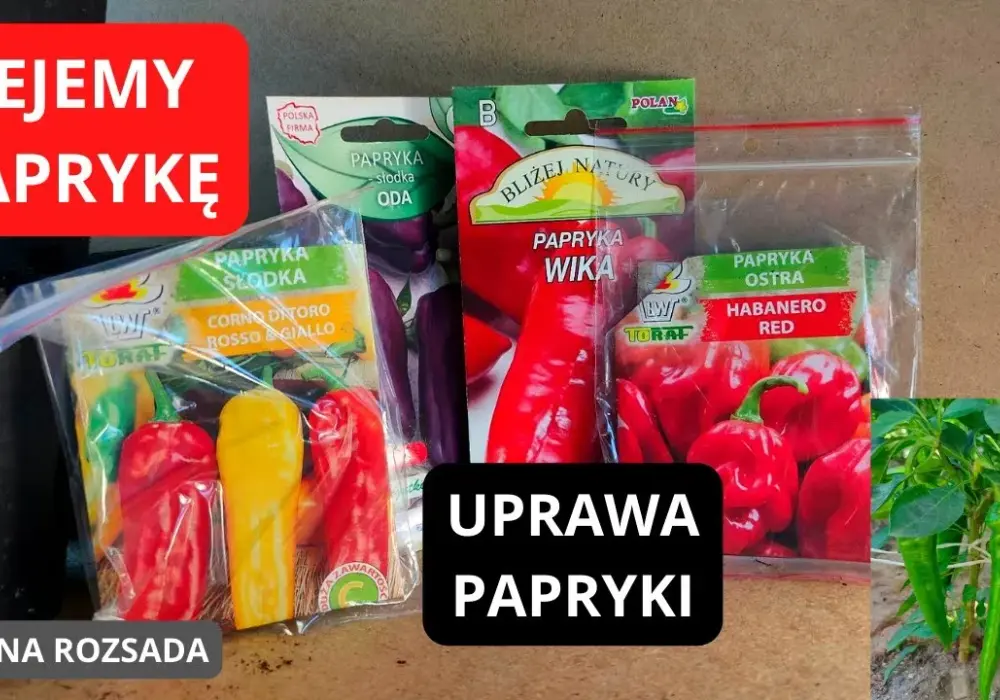 Kiedy sieje się paprykę, aby uniknąć słabych plonów w ogrodzie?