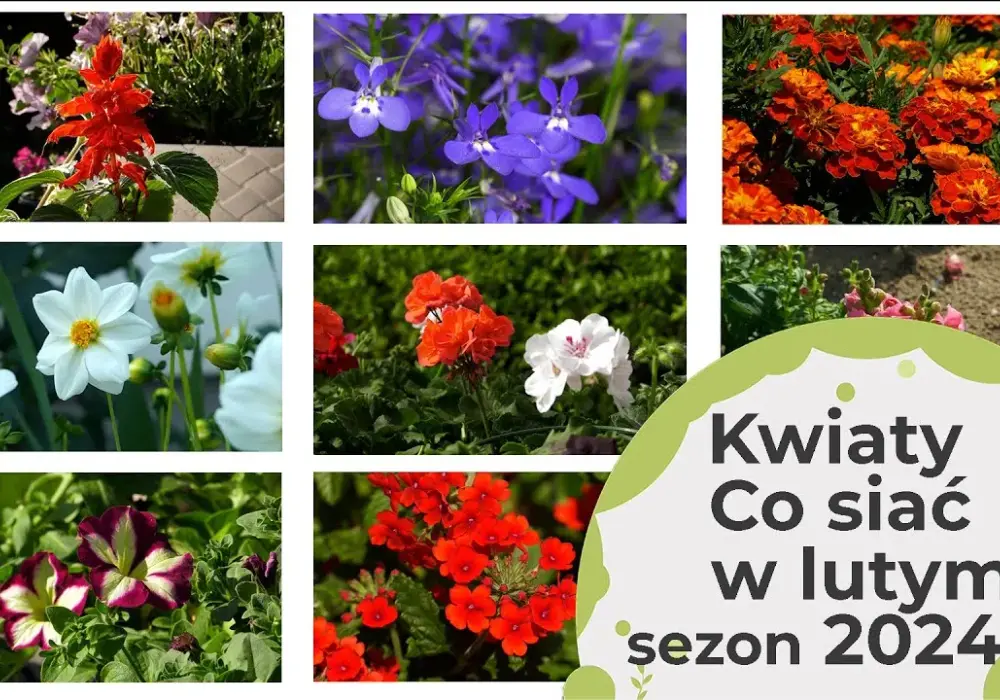 Jakie kwiaty siejemy w lutym? Odkryj idealne rośliny do ogrodu