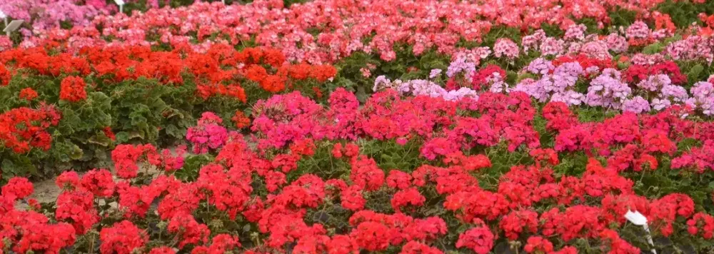 Pelargonia nasiona kiedy siać, aby uniknąć problemów z kwitnieniem