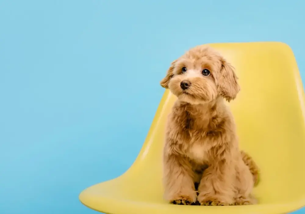 Ile kosztuje maltipoo z hodowli? Sprawdź, co wpływa na cenę