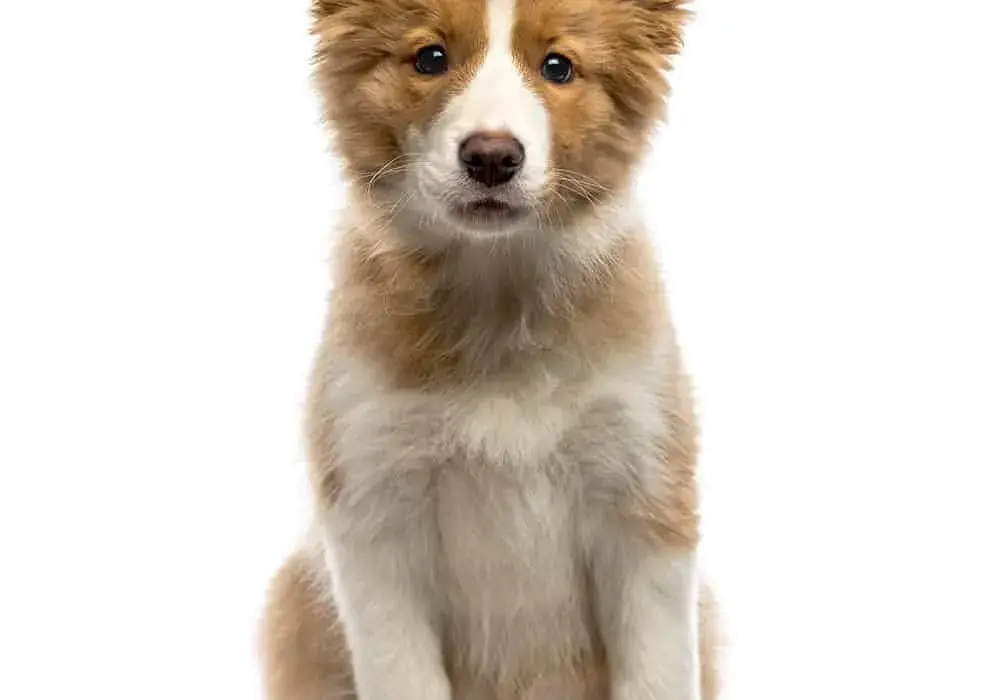 Ile kosztuje border collie z hodowli? Poznaj ceny i ważne czynniki