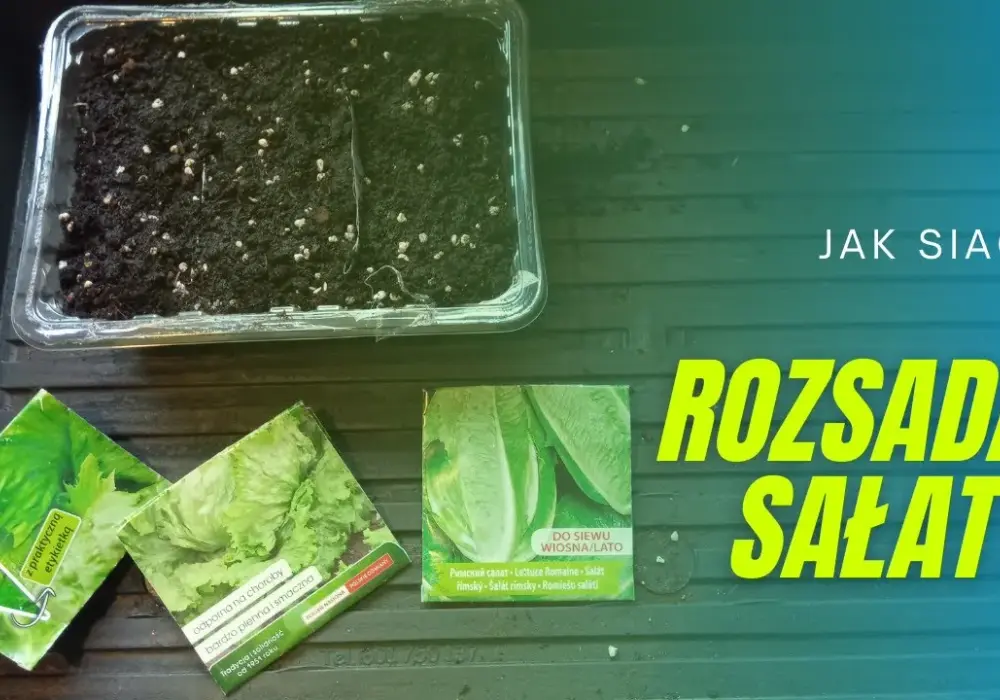 Jak siać sałatę na rozsadę - uniknij najczęstszych błędów