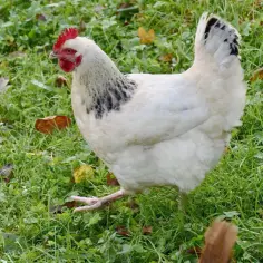 Jakie kury do przydomowej hodowli: najlepsze rasy dla Twojego ogrodu