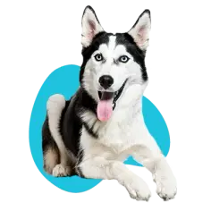 Ile kosztuje husky z hodowli? Poznaj ukryte koszty i pułapki