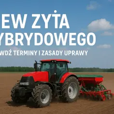 Ile się sieje żyta hybrydowego na hektar? Sprawdź najlepsze normy