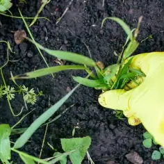 Co siać na perz? Najlepsze rośliny i skuteczne metody walki z chwastami