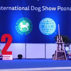 Jak sprawdzić, czy hodowla jest w ZKwP i uniknąć oszustw