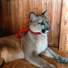 Ile kosztuje puma z hodowli? Poznaj ukryte wydatki i wyzwania