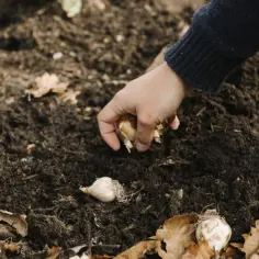 Dłoń sadzi ząbki czosnku w ziemi. To pierwszy krok, jak uprawiać czosnek, by cieszyć się jego aromatem.
