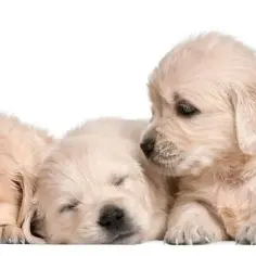 Ile kosztuje golden retriever z hodowli? Odkryj ukryte koszty!