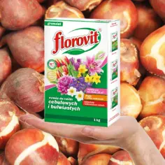 Jaki nawóz do roślin cebulowych, aby uniknąć słabego wzrostu?