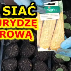 Kiedy się sieje kukurydzę? Kluczowe czynniki dla udanego siewu
