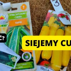 Kiedy siać cukinie, aby uniknąć nieudanej uprawy i plonów