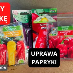 Kiedy sieje się paprykę, aby uniknąć słabych plonów w ogrodzie?