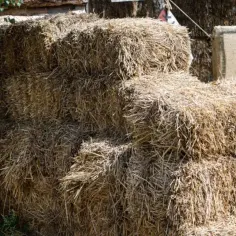 Ile kosztuje bela siana? Sprawdź ceny i czynniki wpływające na koszty