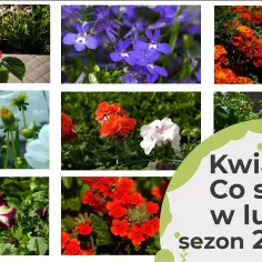 Jakie kwiaty siejemy w lutym? Odkryj idealne rośliny do ogrodu