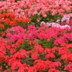 Pelargonia nasiona kiedy siać, aby uniknąć problemów z kwitnieniem