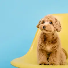Ile kosztuje maltipoo z hodowli? Sprawdź, co wpływa na cenę