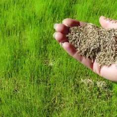 Dłoń trzyma nasiona trawy na tle zielonego, młodego trawnika. Idealny czas, kiedy siać trawę, by uzyskać taki efekt.