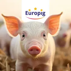 Dlaczego coraz więcej hodowców wybiera tucz kontraktowy?