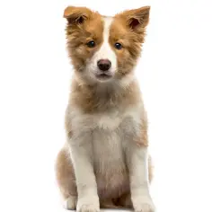 Ile kosztuje border collie z hodowli? Poznaj ceny i ważne czynniki