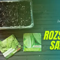 Jak siać sałatę na rozsadę - uniknij najczęstszych błędów