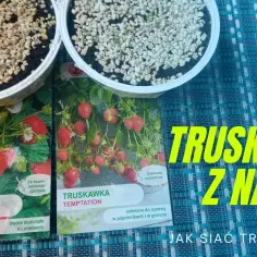 Kiedy siać truskawki, aby uniknąć nieudanej uprawy i cieszyć się plonami