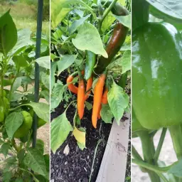 Trzy panele pokazują, jak uprawiać paprykę: zielone papryki na podporze, pomarańczowe i ciemne papryczki chili na ziemi, oraz zbliżenie na zieloną paprykę.