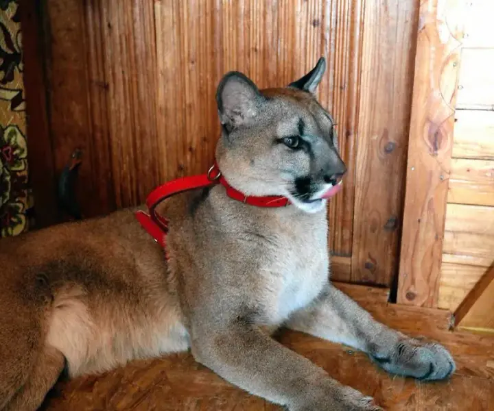 Ile kosztuje puma z hodowli? Poznaj ukryte wydatki i wyzwania