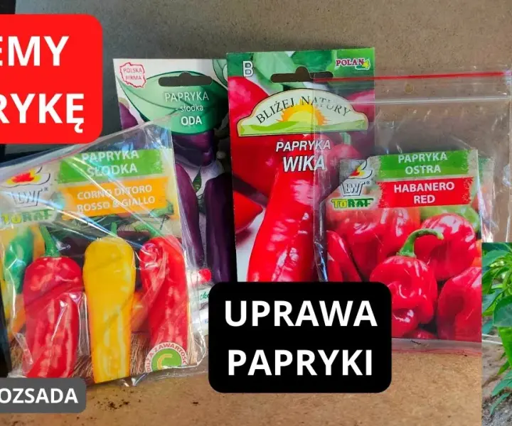 Kiedy sieje się paprykę, aby uniknąć słabych plonów w ogrodzie?