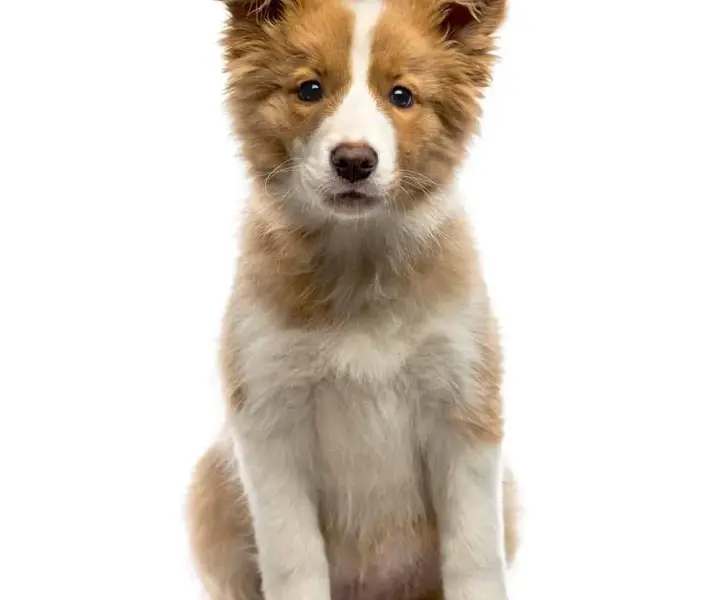 Ile kosztuje border collie z hodowli? Poznaj ceny i ważne czynniki