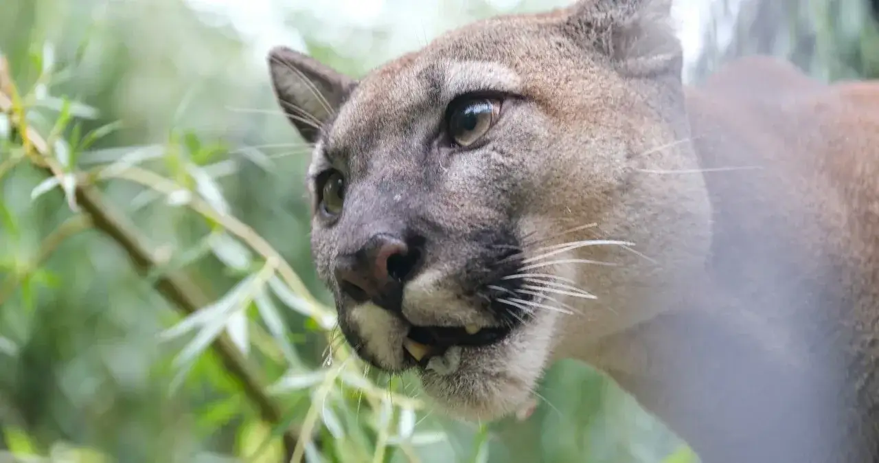 Zdjęcie Ile kosztuje puma z hodowli? Poznaj ukryte wydatki i wyzwania
