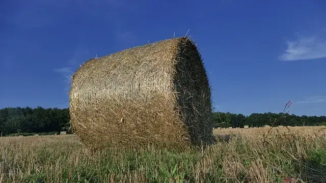 Zdjęcie Ile waży balot siana? Poznaj wagi i czynniki wpływające na ciężar