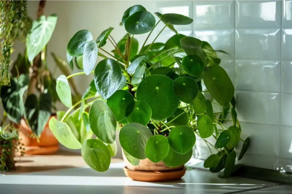Pilea peperomioides w doniczce, obok niej inne rośliny. Dowiedz się, jak zrobić nawóz z drożdży, by Twoje rośliny pięknie rosły.