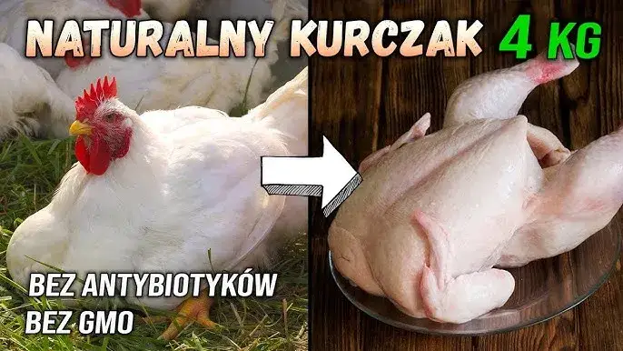 Zdjęcie Ile trwa hodowla kurczaka? Odkryj sekrety szybkiej produkcji