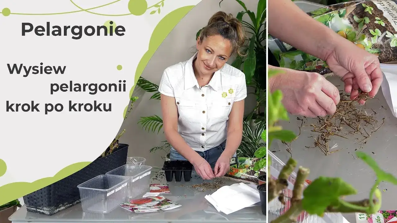 Zdjęcie Pelargonia nasiona kiedy siać, aby uniknąć problemów z kwitnieniem