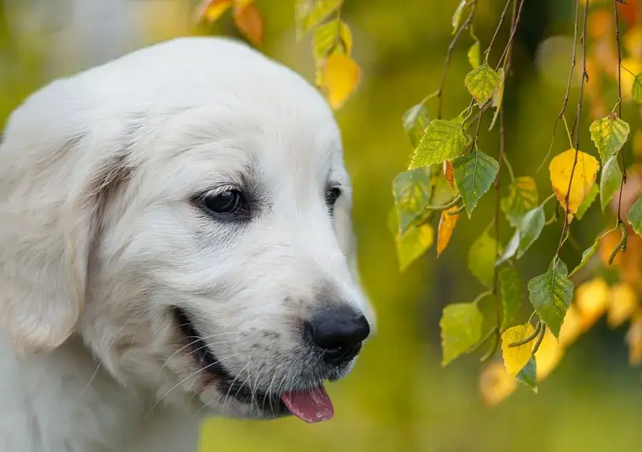 Zdjęcie Ile kosztuje golden retriever z hodowli? Odkryj ukryte koszty!