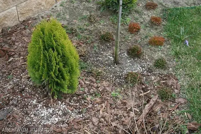 Zdjęcie Kiedy sypać nawóz pod tuje, aby uniknąć błędów w pielęgnacji?