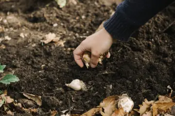 Dłoń sadzi ząbki czosnku w ziemi. To pierwszy krok, jak uprawiać czosnek, by cieszyć się jego aromatem.