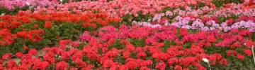Pelargonia nasiona kiedy siać, aby uniknąć problemów z kwitnieniem