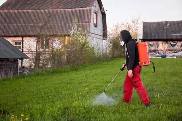 Mężczyzna w masce i czerwonych spodniach opryskuje trawnik, dbając o to, kiedy opryskiwać chwasty na trawniku.