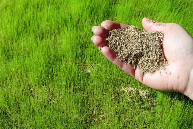 Dłoń trzyma nasiona trawy na tle zielonego, młodego trawnika. Idealny czas, kiedy siać trawę, by uzyskać taki efekt.
