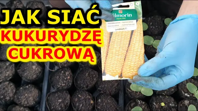 Kiedy się sieje kukurydzę? Kluczowe czynniki dla udanego siewu