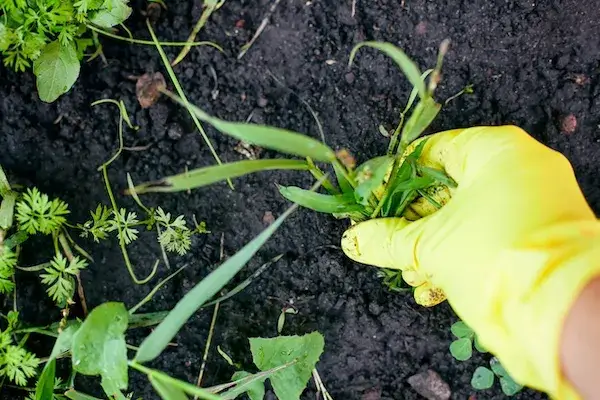 Co siać na perz? Najlepsze rośliny i skuteczne metody walki z chwastami